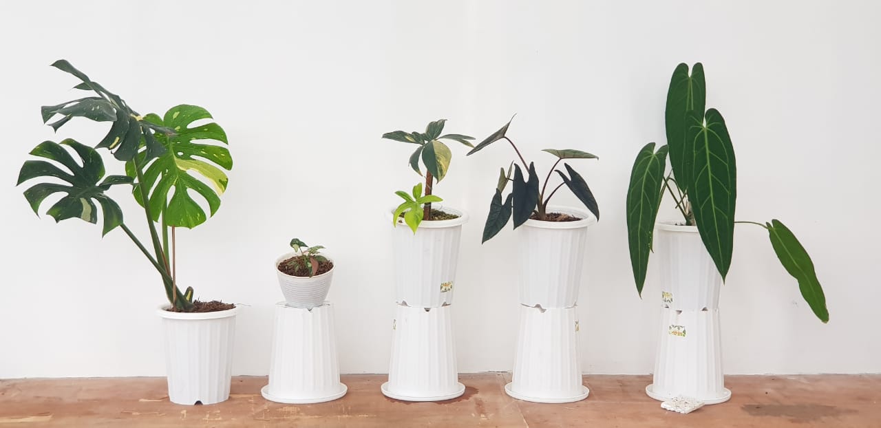 The 5 Best Indoor Plants for Your Home