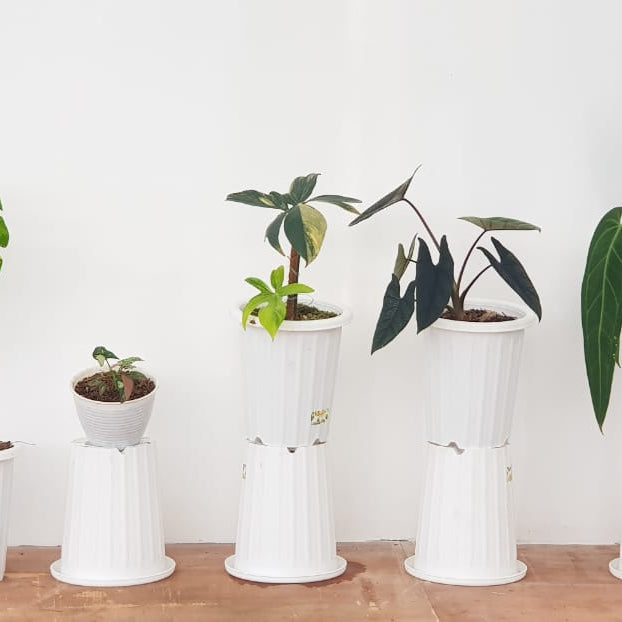 The 5 Best Indoor Plants for Your Home