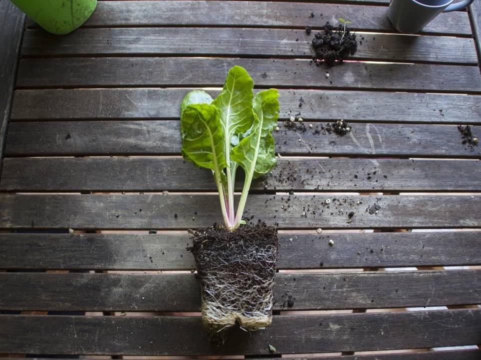 Rotten Roots vs Healthy Roots