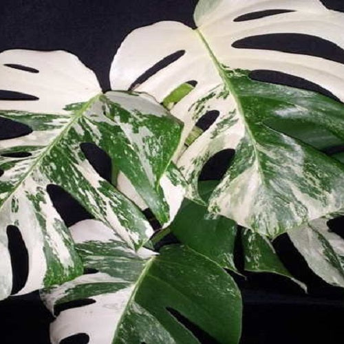 why-are-variegated-monsteras-so-expensive