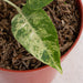 Homalomena yellow variegated Sp Borneo - Aroidasia