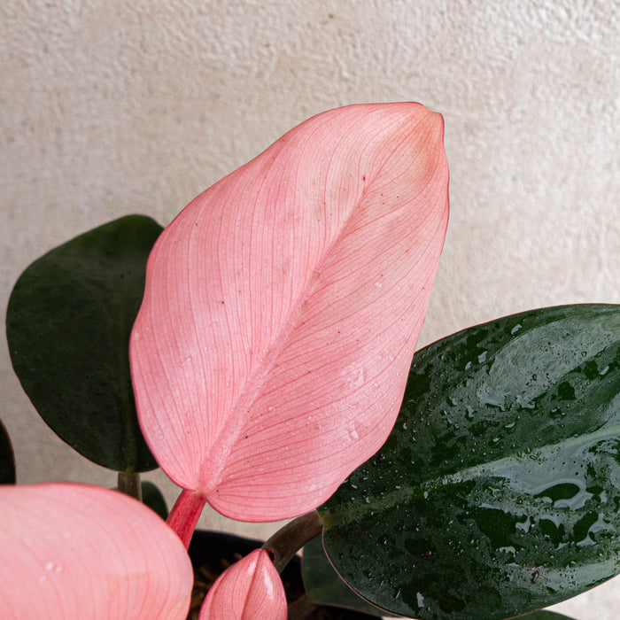 FS017 Philodendron Pink Congo