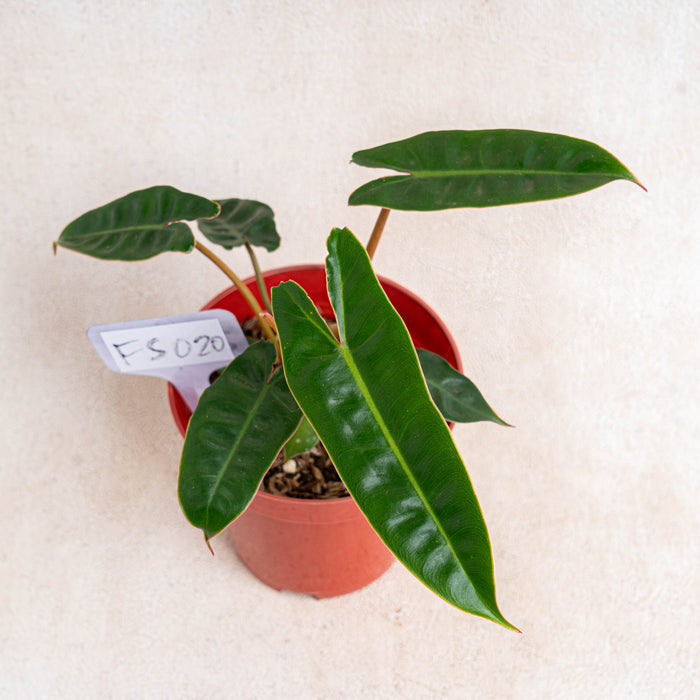 FS020 Philodendron Billiteae