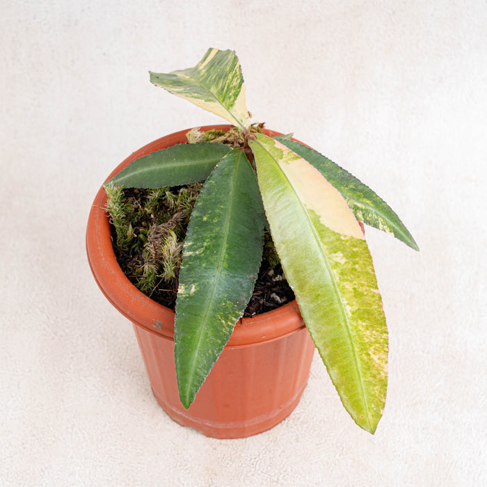Labisia SP Borneo variegated-Aroidasia
