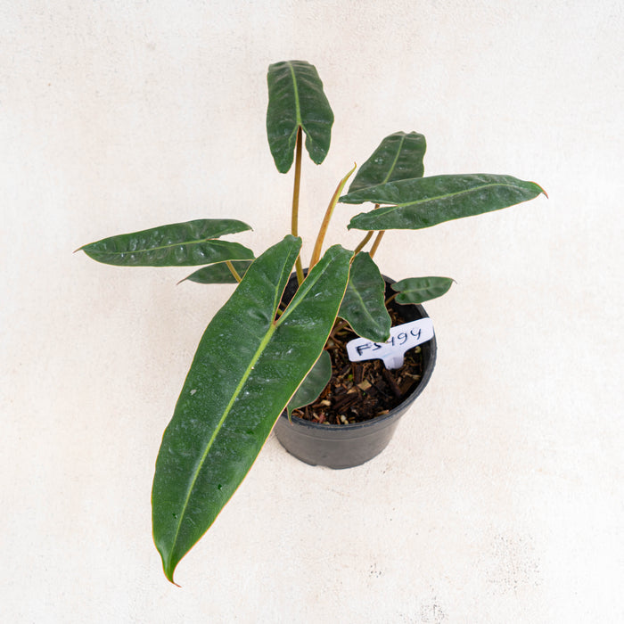 FS494 Philodendron Billiteae