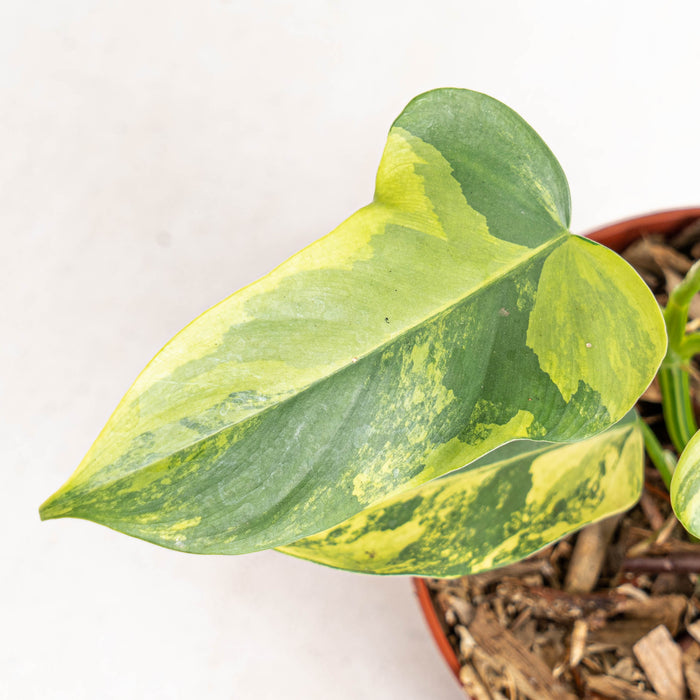 Philodendron Violin Variegated