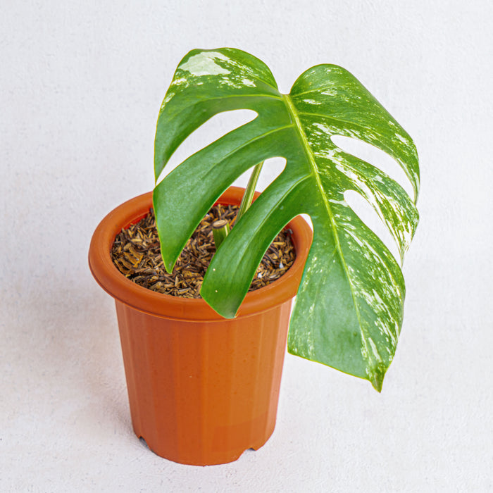 Monstera albo variegated (Fresh cutting 1 leaf)