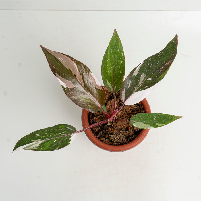 10 pcs Philodendron Red Anderson (Wholesale)