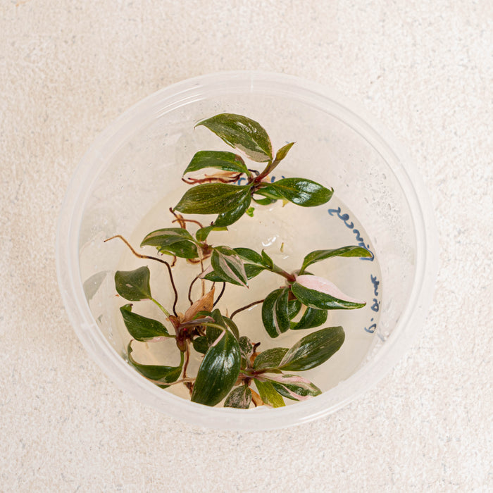 Tissue Culture - Philodendron pink princess