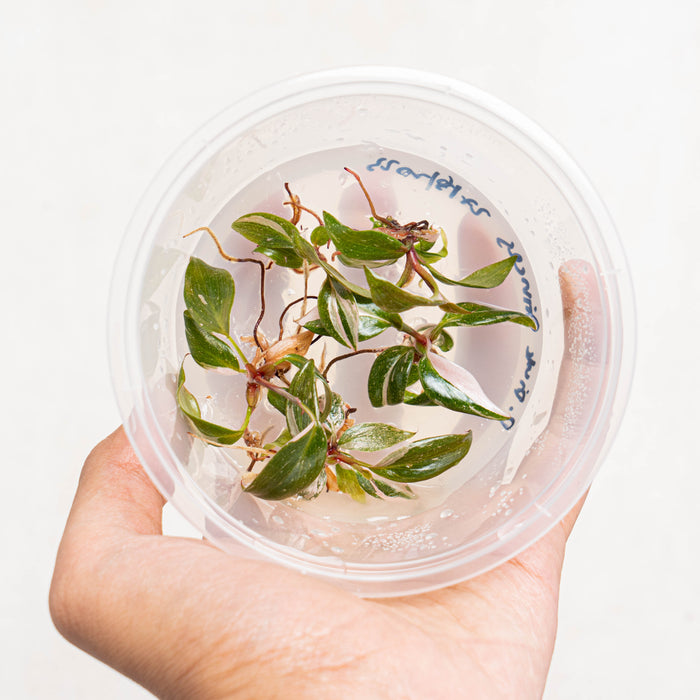 Tissue Culture - Philodendron pink princess