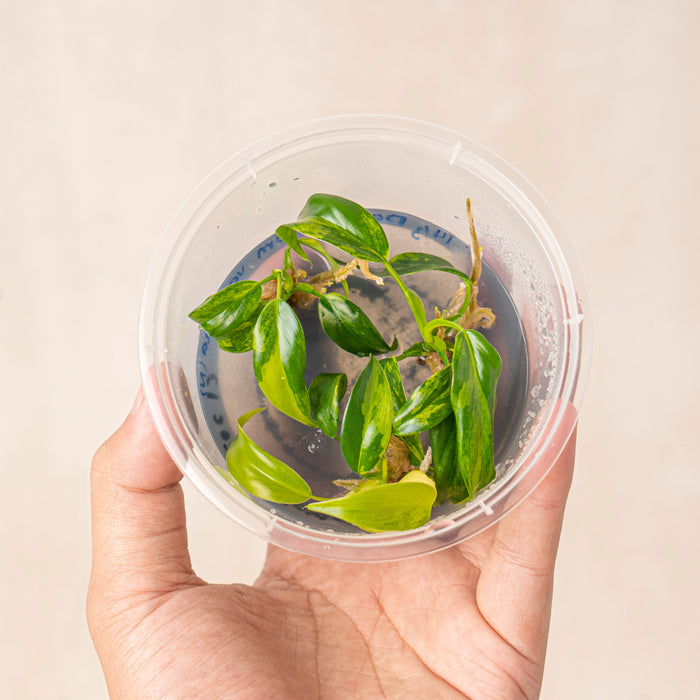 Tissue Culture - Philodendron Domesticum Variegated
