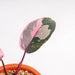 Philodendron pink princess black cherry