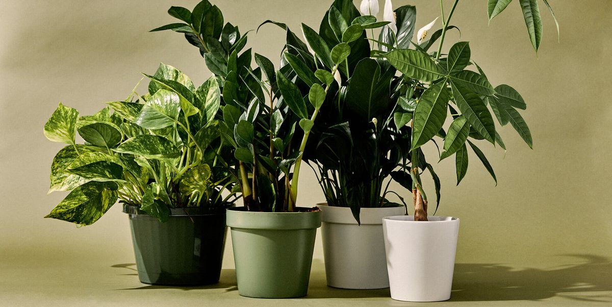 low-maintenance-indoor-plants