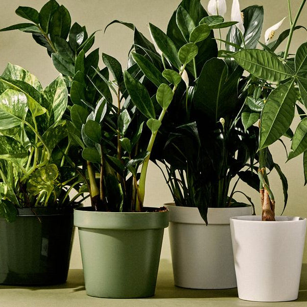 low-maintenance-indoor-plants