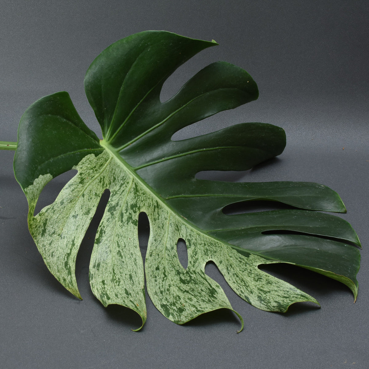 Monstera Mint Variegated — Aroidasia