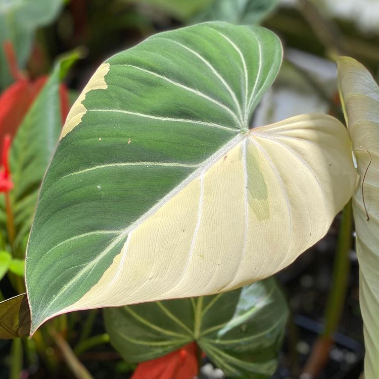 Philodendron Gloriosum Variegated  Aroidasia