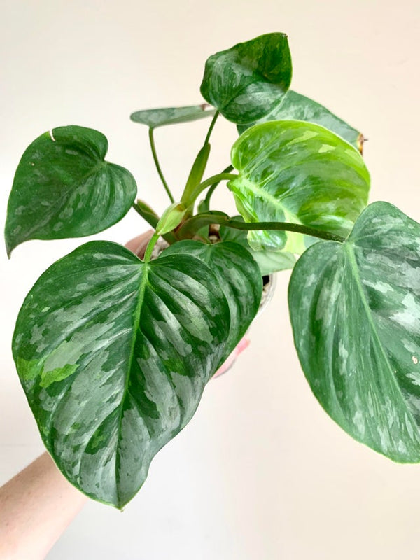 Philodendron Sodiroi Variegated  Aroidasia