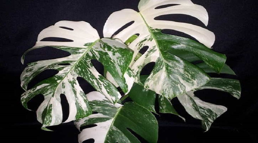 why-are-variegated-monsteras-so-expensive