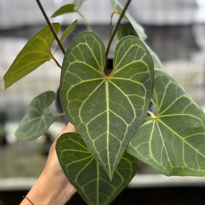 FS48-10	Anthurium Clarinervium Hybrid
