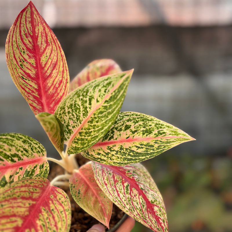 FS69-9 Aglaonema Red Legacy