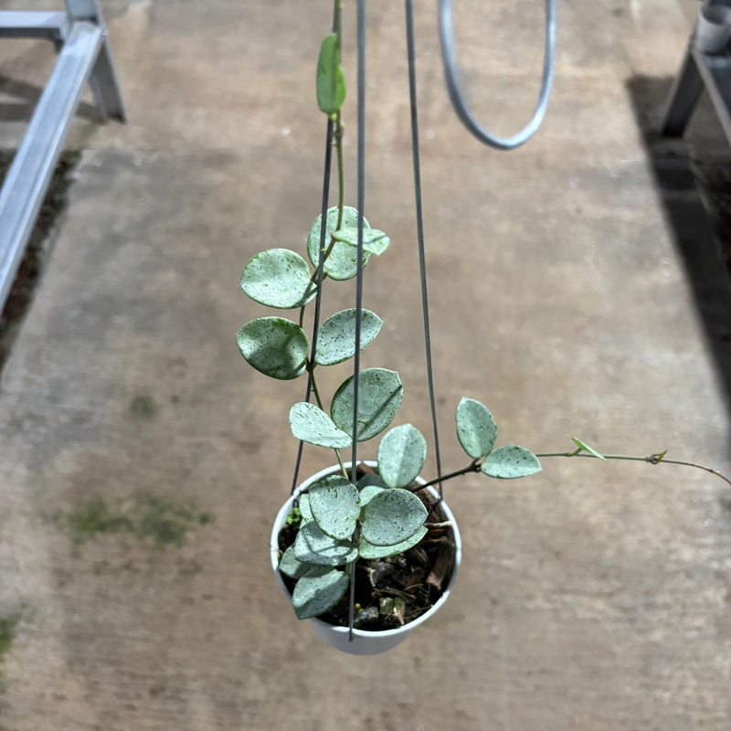 Hoya Mathilde Silver