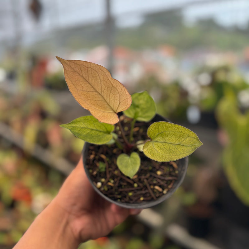 Anthurium Papillilaminum Variegated Mint x BVIT