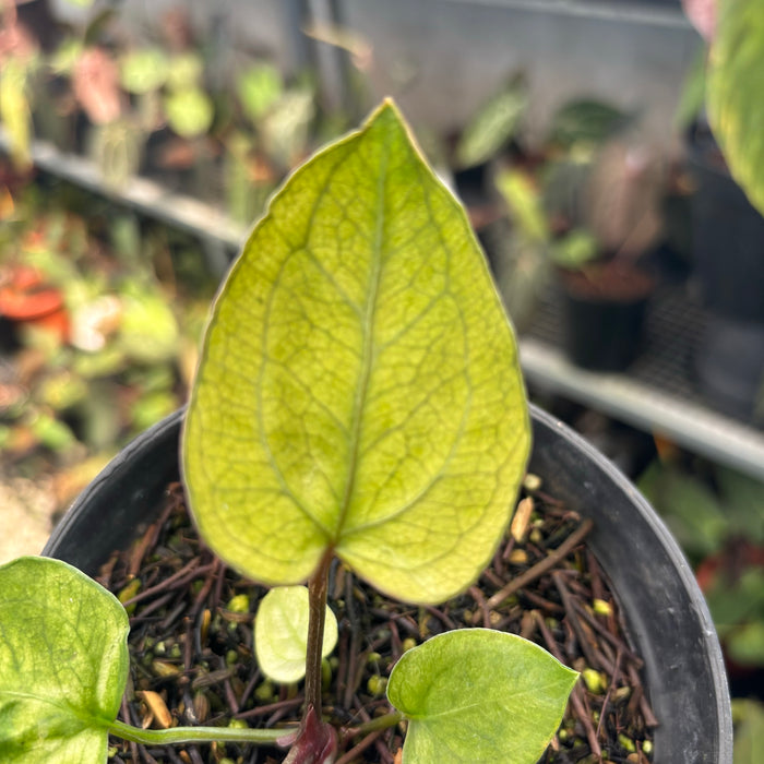 Anhturium Papillilaminum Variegated Mint x BVIT