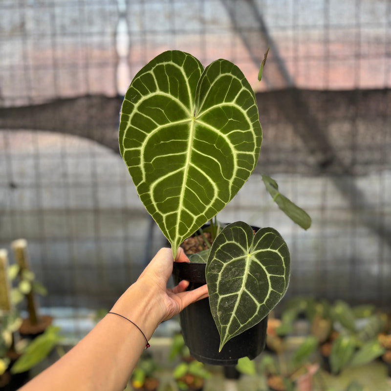 FS58-9 Anthurium Clarinervium Medium Size