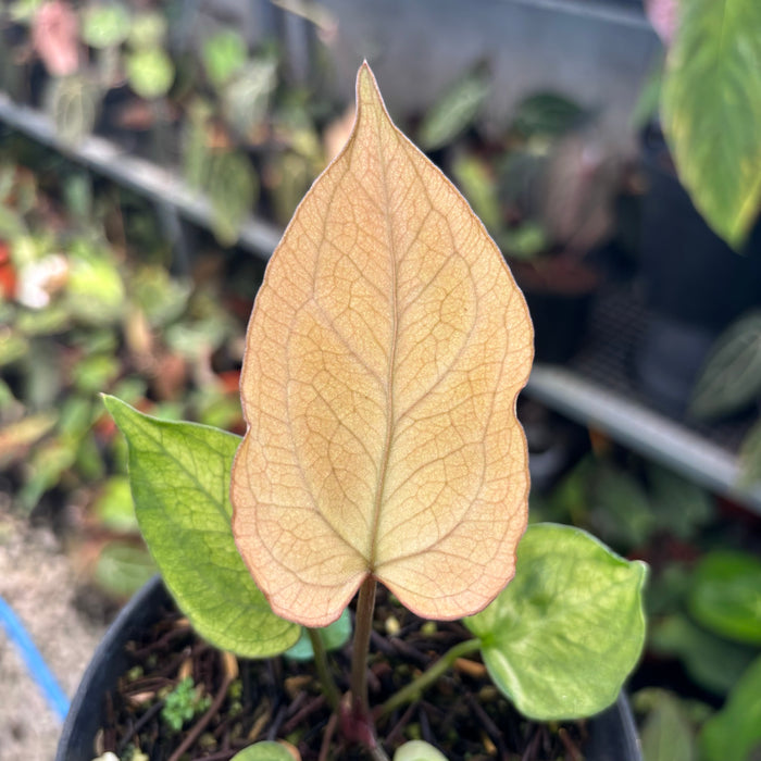 Anhturium Papillilaminum Variegated Mint x BVIT