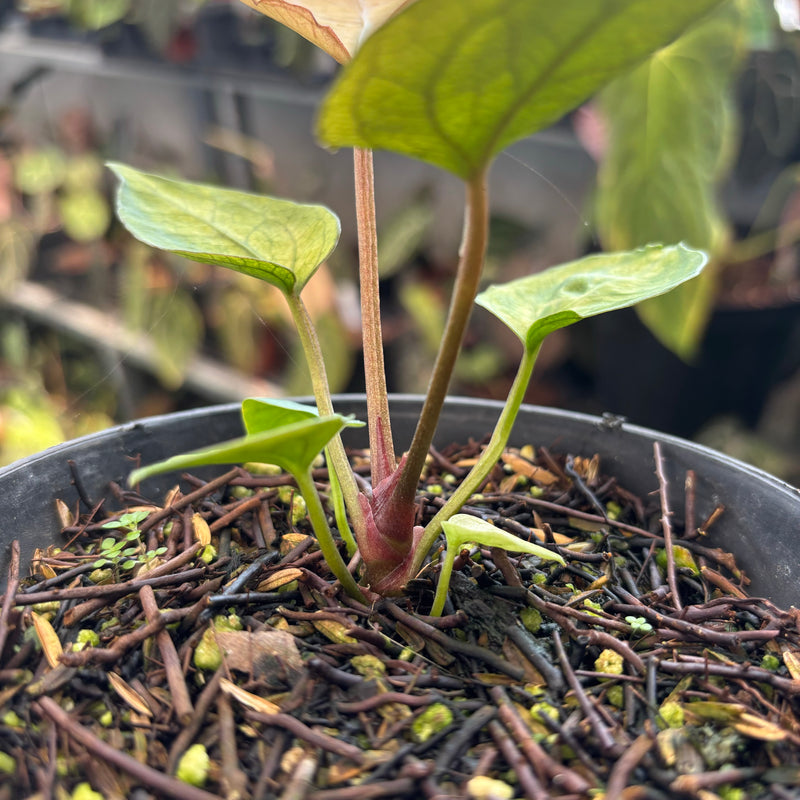 Anthurium Papillilaminum Variegated Mint x BVIT