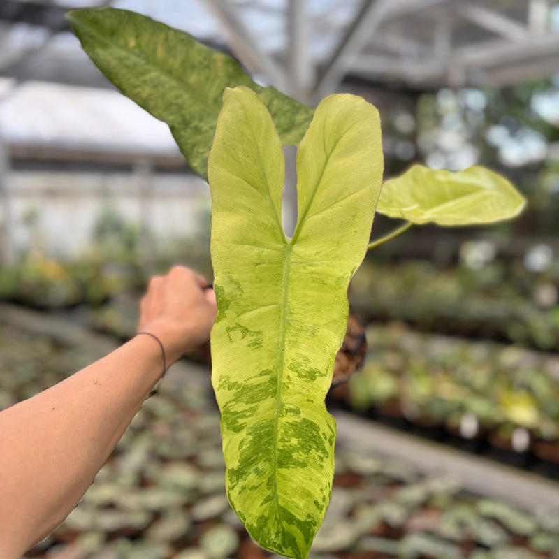 Philodendron Paraiso Verde Variegated