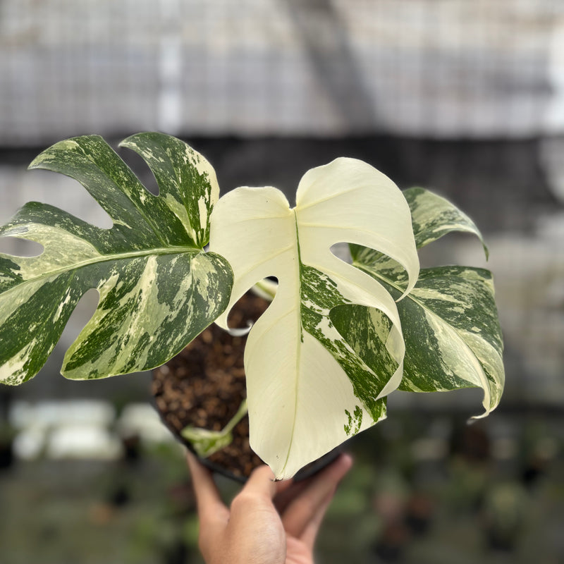 FS47-10	Monstera Albo White Tiger Variegated