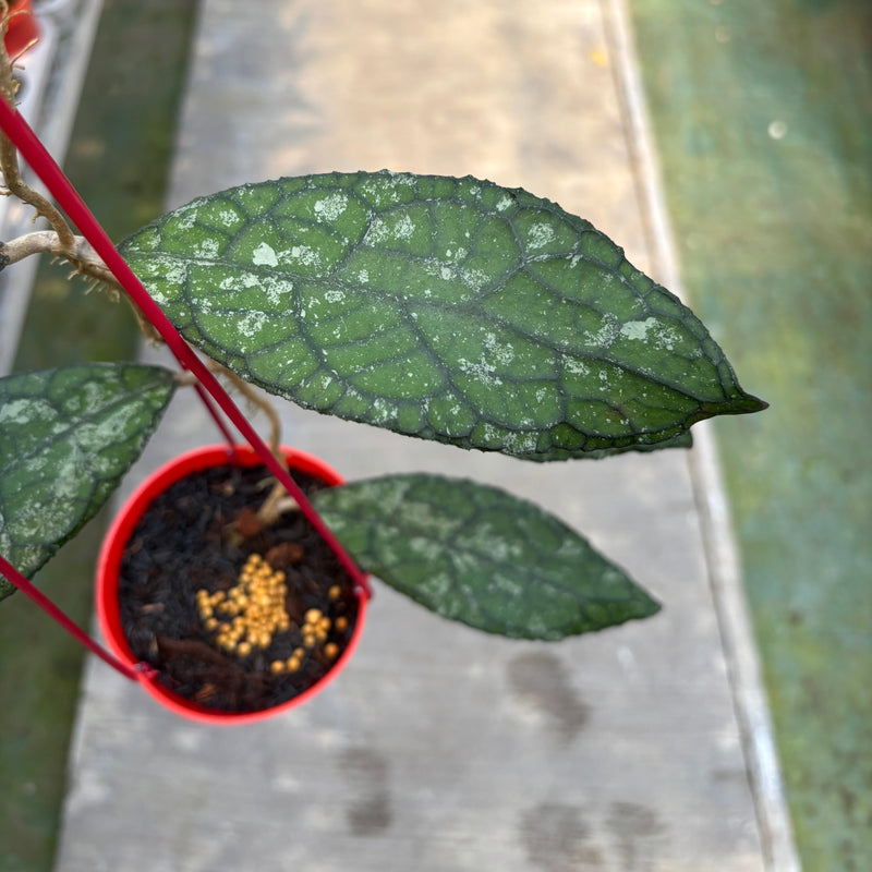Hoya Clemensiorum Kemiri Gatot Kaca
