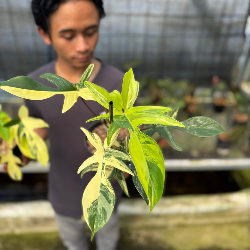 FS46-9 Philodendron Florida Beauty Mature Size (2 pcs)