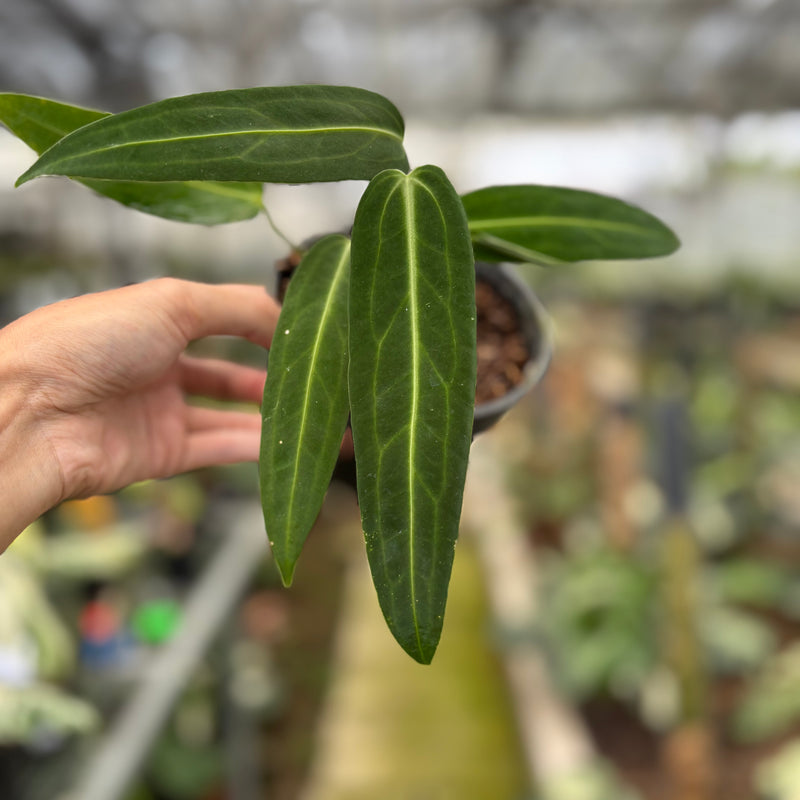 FS62-10	Anthurium Warocqueanum