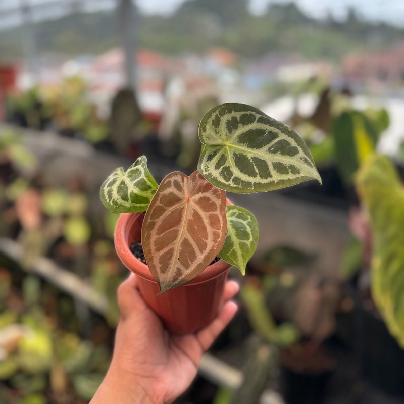 🎁 Anthurium Forgetii Silver (100% off)