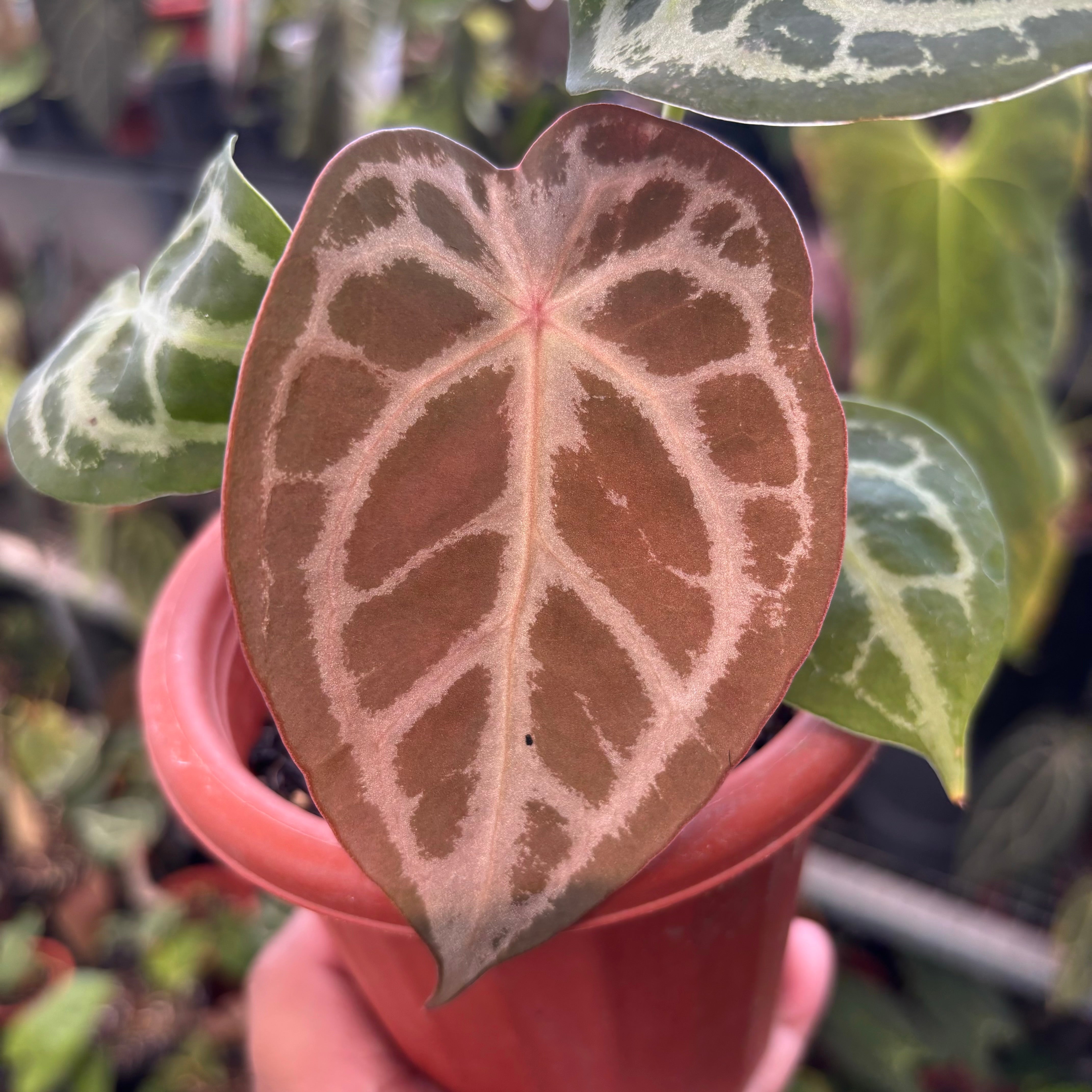 Anthurium Forgetii Silver — Aroidasia