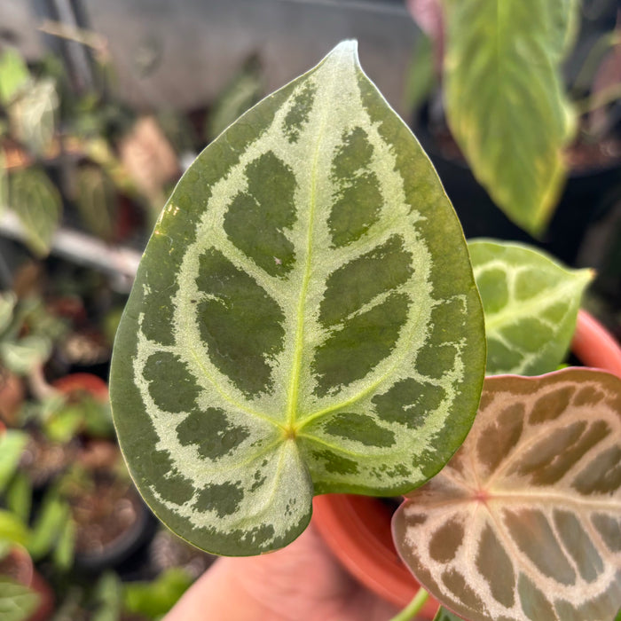 Anthurium Forgetii Silver