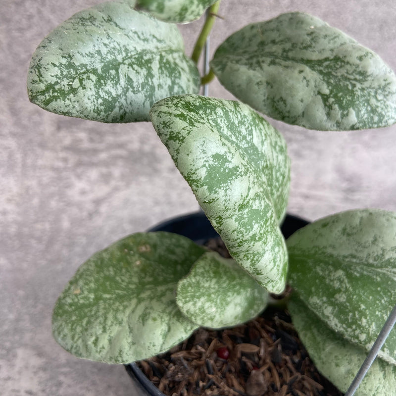 FS30-10 Hoya Waymaniae Cloudy Sky