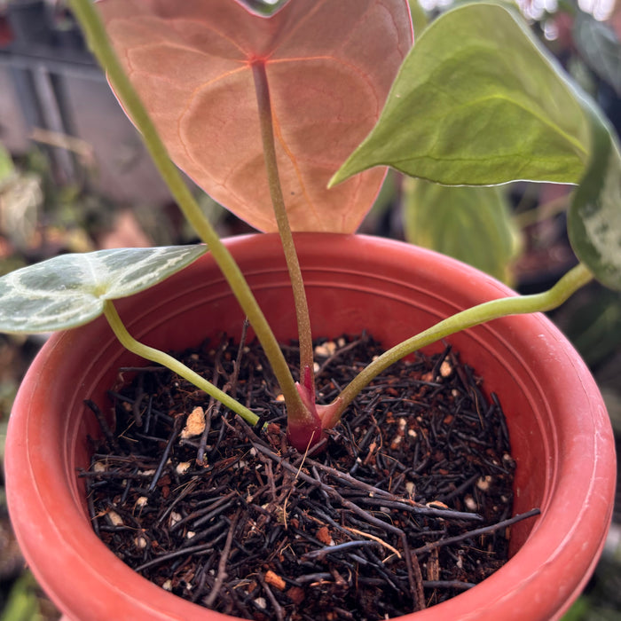 Anthurium Forgetii Silver