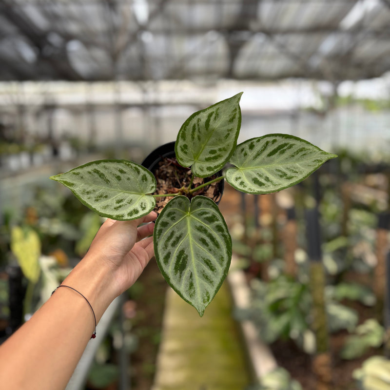 FS67-10	Anthurium Silver Chrome Full Silver