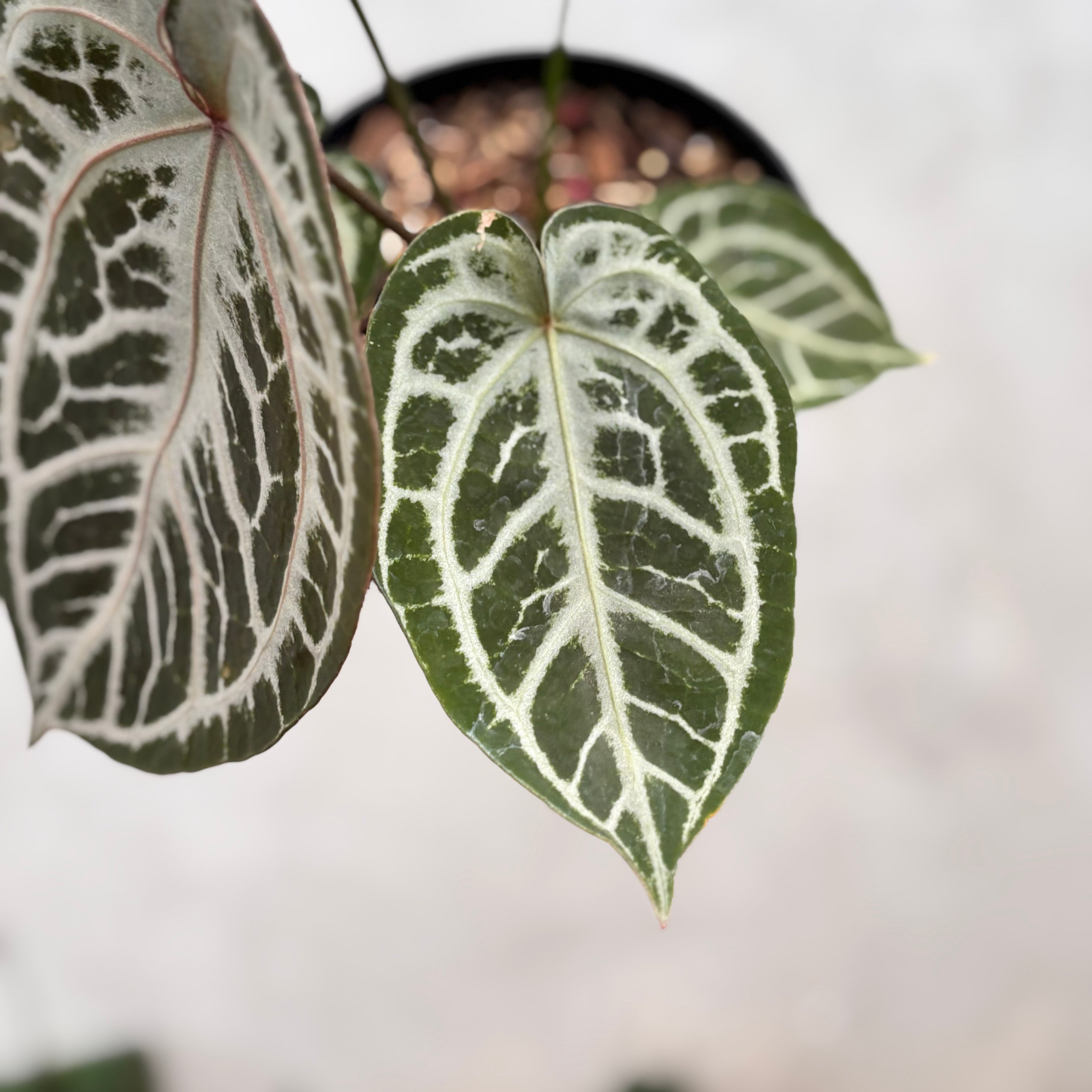 Anthurium Red Tiger Super Selected — Aroidasia