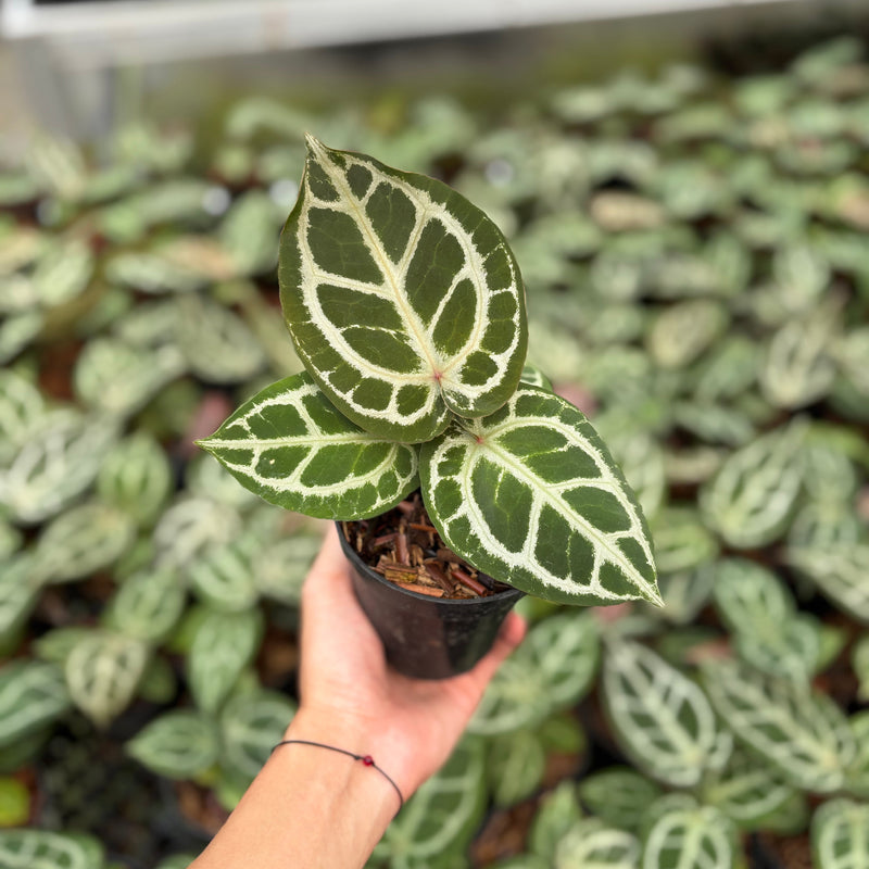 Anthurium Red Crystallinum (HU) 03 x Red Crystallinum (HU) 05