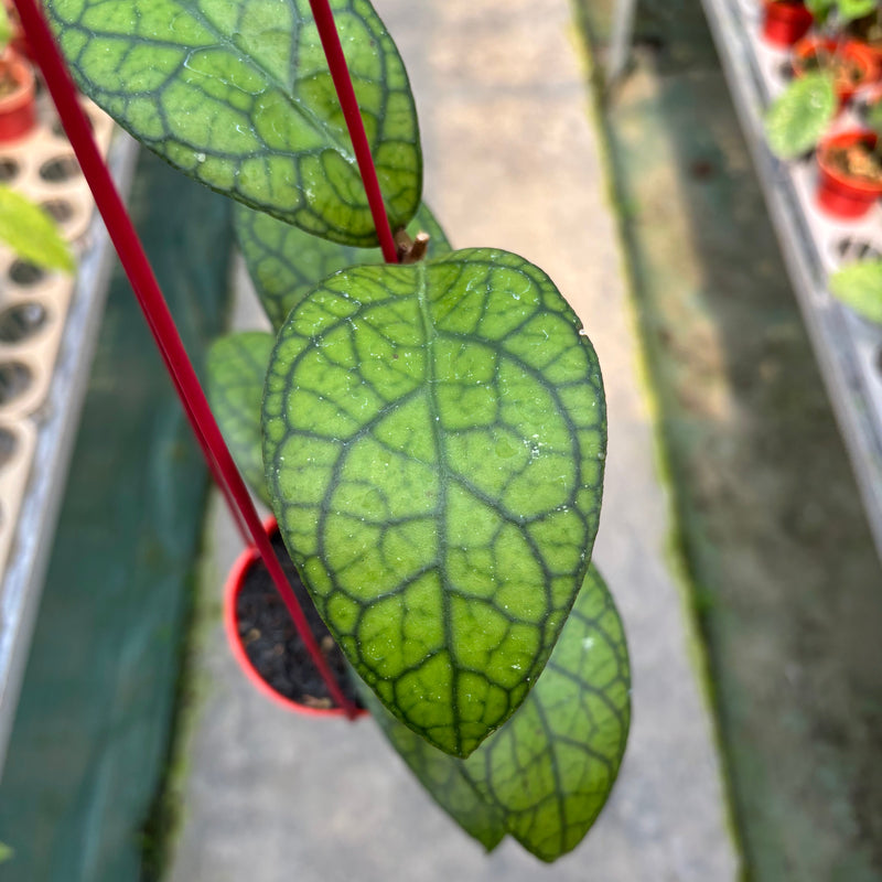 Hoya Callistophylla x Tanggamus