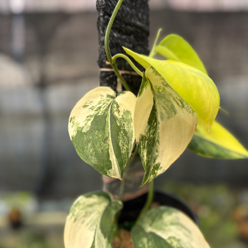 FS45-9 Scindapsus Jade Satin Variegated