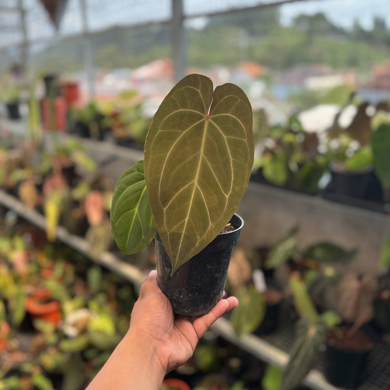 Anthurium Papillilaminum Legend