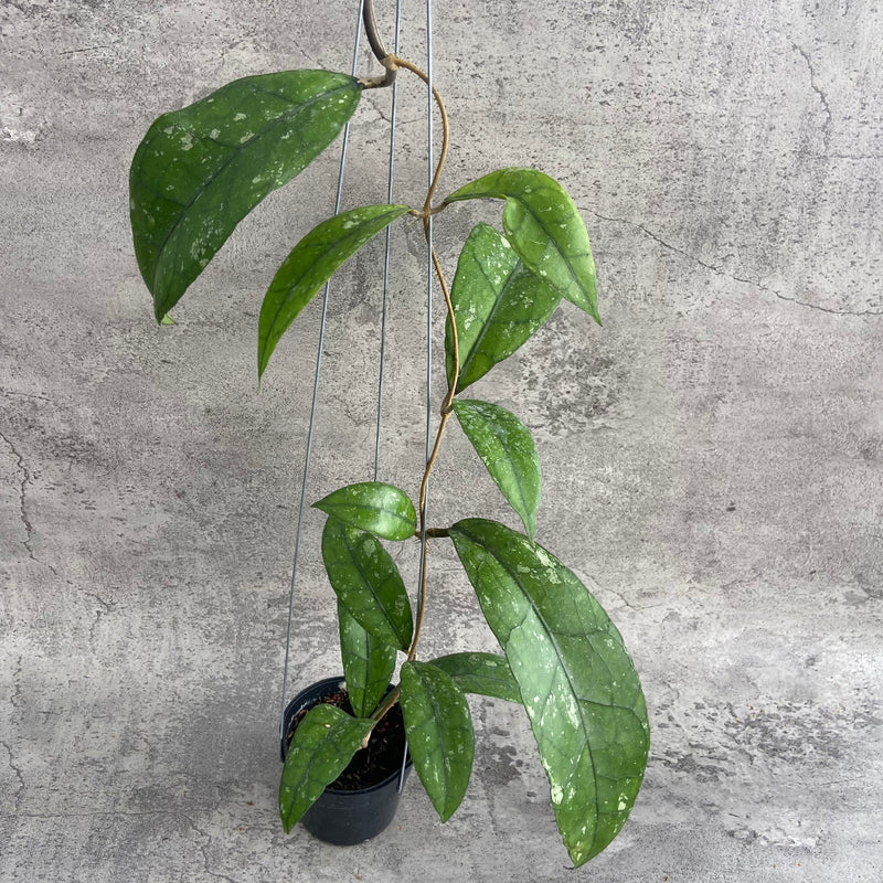 FS9-10 Hoya Clemensiorum Splash SP Aceh