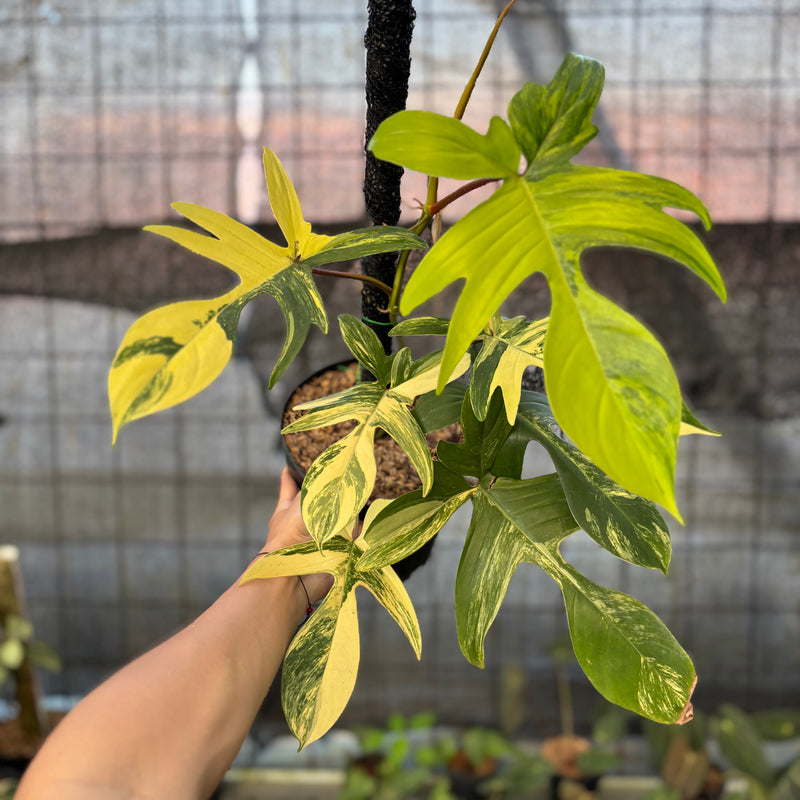 FS72-9 Philodendron Florida Beauty Mature Size