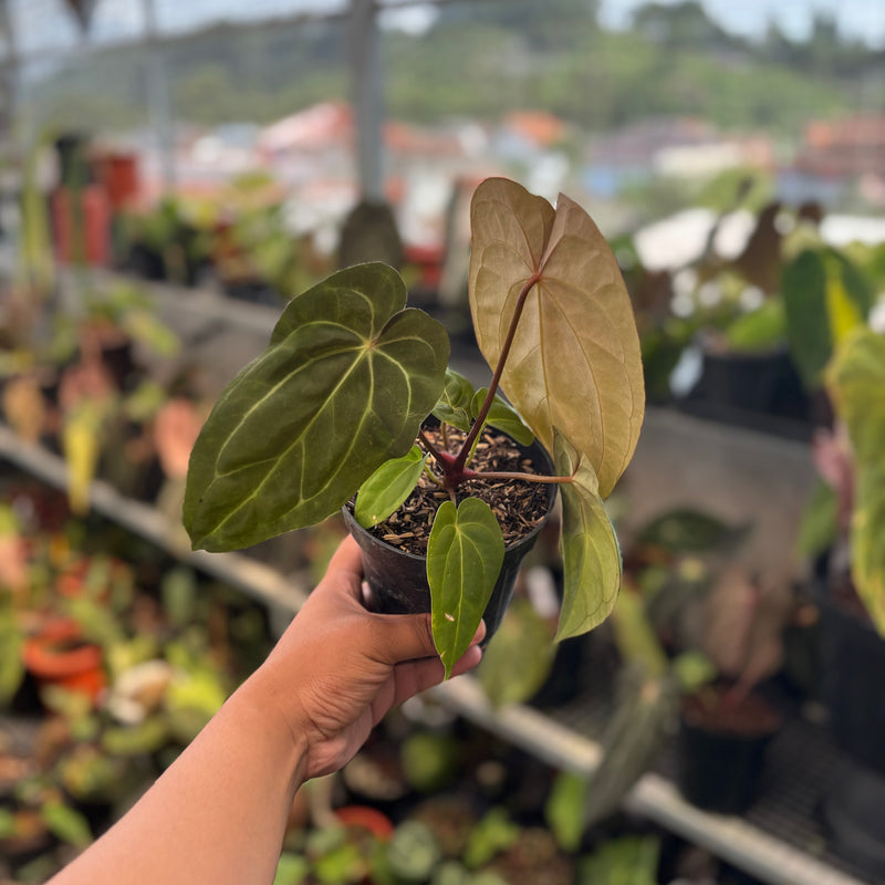 anthurium legends Anthurium Papillilaminum Legend