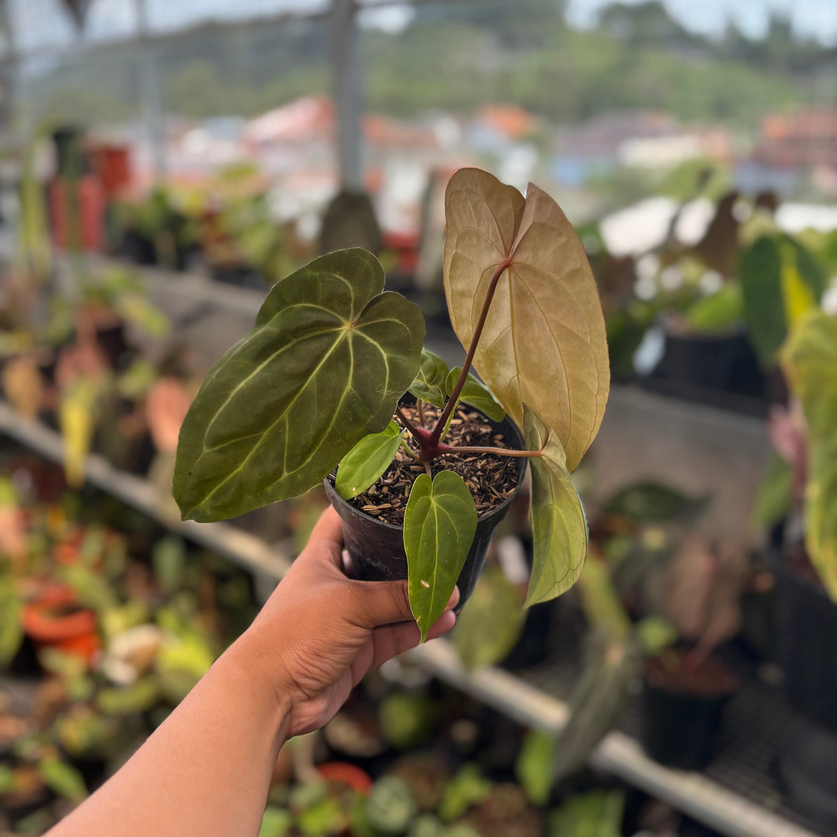 Anthurium Papillilaminum Legend — Aroidasia